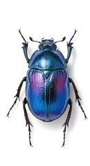 Opalescent Blue and Purple Scarab Beetle with Intricate Textures