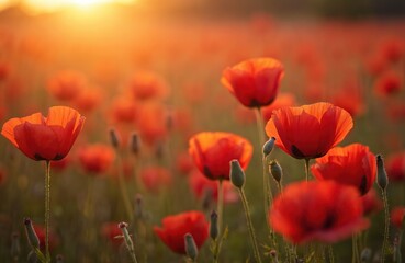 Fototapeta premium Scenic field of red poppies during sunset. Summer meadow landscape with blooming vibrant flowers and sunset light. Natural idyllic background. Remembrance day theme. Symbol of peace and memory.