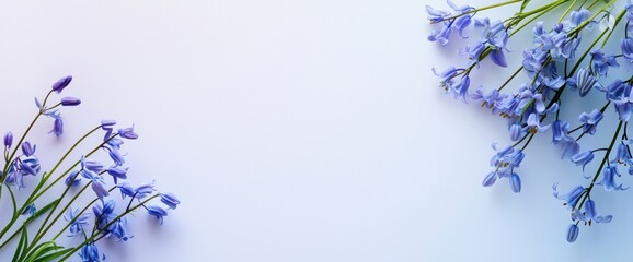 Small bluebells side-placed with soft gradient white backdrop