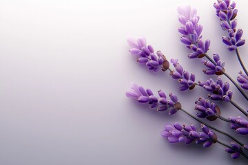 Soft lavender flowers on the side against a white gradient