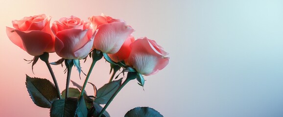 Soft pink roses on the side with gradient white backdrop