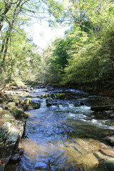  gentle stream in the forest