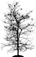 Vector illustration of acacia tree on white background