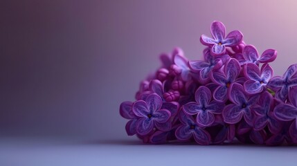 Vibrant purple lilacs arranged on the side of a soft gradient