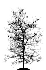 Illustration of acacia tree on white background
