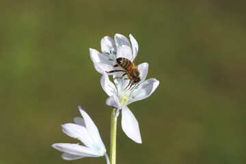 Naklejka premium Western honey bee or European honey bee (Apis mellifera) on flowering White Squill (Scilla mischtschenkoana) in a Dutch garden. Family Asparagaceae. March, Netherlands