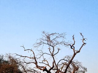 Obraz premium dead tree against blue sky