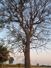 A large deciduous tree, likely in a dormant state or during a dry season, as evidenced by the lack of leaves on most branches.