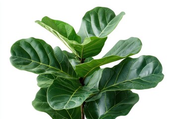 Lush green foliage of a fiddle leaf fig plant against a white background showcasing vibrant leaves and intricate textures ideal for home decor and gardening themes