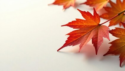Large leaf of a maple tree against a clean white surface, branch, trees