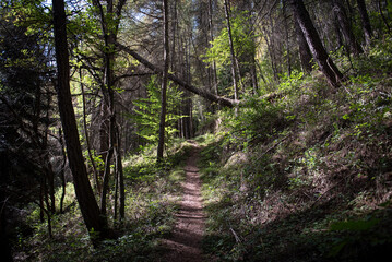 Obraz premium Italian villages and forests in the alps in Piedmont