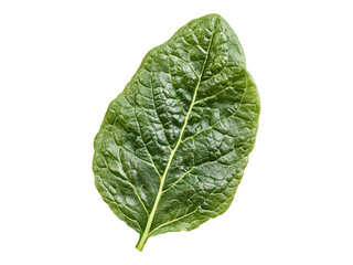 Obraz premium fresh green lettuce leaves