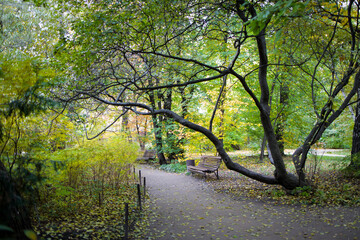 Autumn in the park in Moscow. Maples are turning yellow, and linden trees are dropping their leaves onto the still green lawn. The wooden pathway and benches are empty.