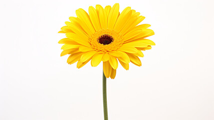 Naklejka premium A dark yellow gerbera flower on a white background, perfect for stock photo use.