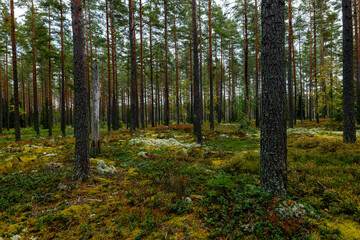 Obraz premium Magical fairytale forest. Forest covered of green moss in autumn