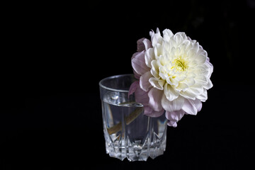 A white and purple dahlia in a glass vase isolated on a black background. Space for text.