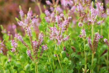 Aquatic plant Rotala rotundifolia colorata flower close up