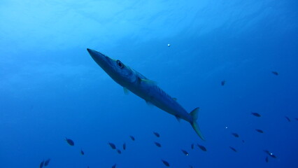 Fototapeta premium fish in aquarium