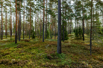 Fototapeta premium Magical fairytale forest. Forest covered of green moss in autumn