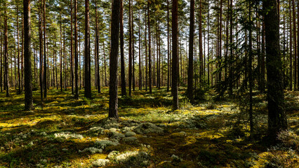 Obraz premium Magical fairytale forest. Forest covered of green moss in autumn