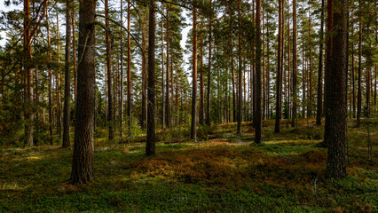 Fototapeta premium Magical fairytale forest. Forest covered of green moss in autumn