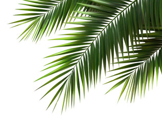 PNG Palm leaves frame green leaf background.
