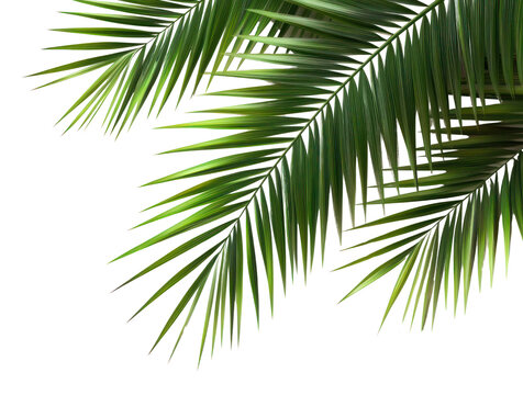 PNG Palm leaves frame green leaf background. - Powered by Adobe