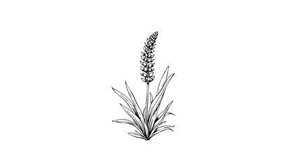 Vintage sketch of a flowering plant against a white background  