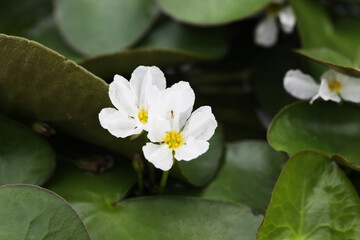 crested floating heart (Nymphoides hydrophylla)