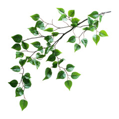 PNG Green leaves leaf nature branch.