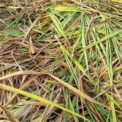 Green foliage of sugarcane leaf in the sugar cane farm after cutting