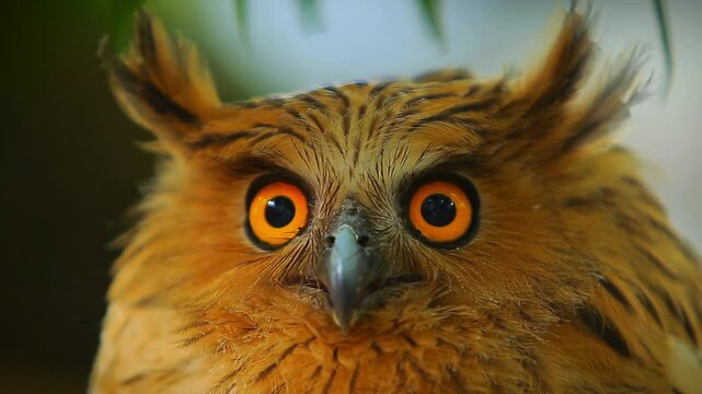 Asian Owl's (Bubo Bubo), less active during the day