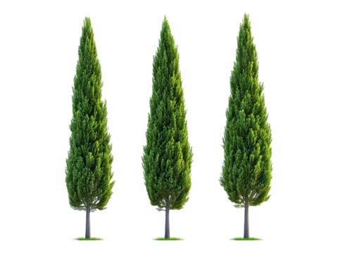 set of cypress trees