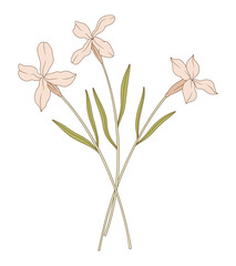 Bouquet of three matthiola flowers with leaves. Bunch of blooming perennial wild plants. Botanical hand-drawn elements for design projects. Vector illustration