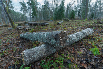 sawn logs stacked in a pile in the forest