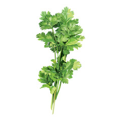  Realistic Cilantro illustration 