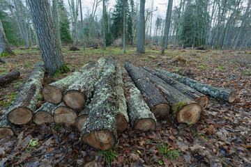 sawn logs stacked in a pile in the forest