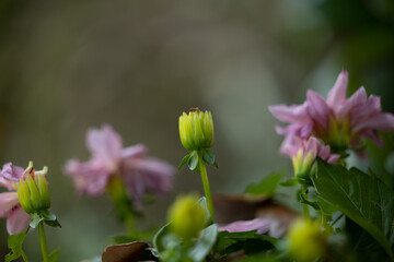 vista macro di una pianta da giardino con fiori rosa e germogli