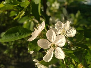 Fototapeta premium apple tree blossom