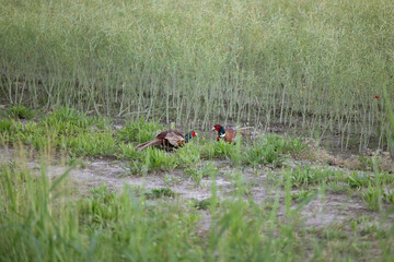 dettaglio di due fagiani maschi durante la stagione dell'accoppiamento che combattono tra loro nei campi, in un ambiente naturale di campagna nel nord-est Italia