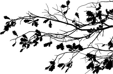 Vector illustration of natural oak tree branch with leaves