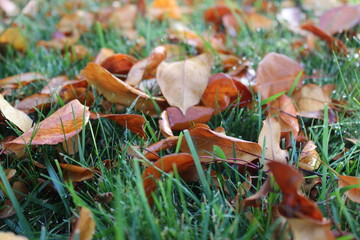  pastel colored autumn leaves on the grass