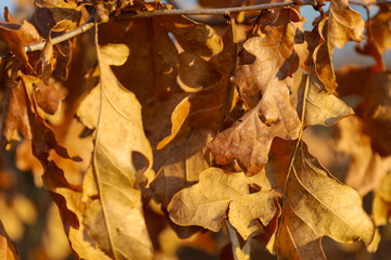 The photograph shows a close-up of oak leaves. The leaves are brown, with yellow hues, textured. Tree branches are thin, visible in the background. The light is sunny, warm. The photograph conveys the