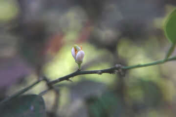 Lemon flower isolated on tree branch