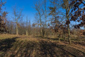 Poinsettia meadow in the Kamenny vrch nature reserve in Brno on March 5, 2025