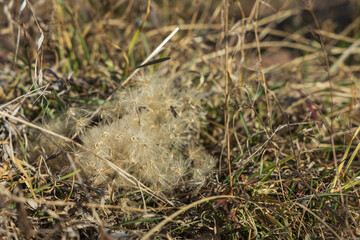 Poinsettia meadow in the Kamenny vrch nature reserve in Brno on March 5, 2025