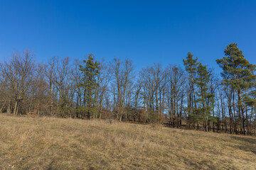 Poinsettia meadow in the Kamenny vrch nature reserve in Brno on March 5, 2025