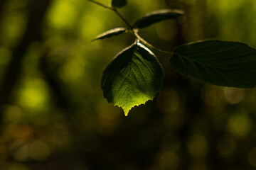 vista macro di un sottile ramo con alcune foglie nella penombra, di giorno, in estate, con sfondo sfuocato ed astratto con sfumature di verde e nero