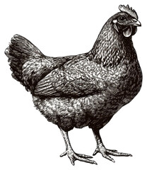 PNG Chicken retro photocopy stipple effect animal white illustration.