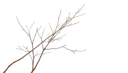 Fototapeta premium Delicate, bare branches isolated against a pure white backdrop, nature, tree